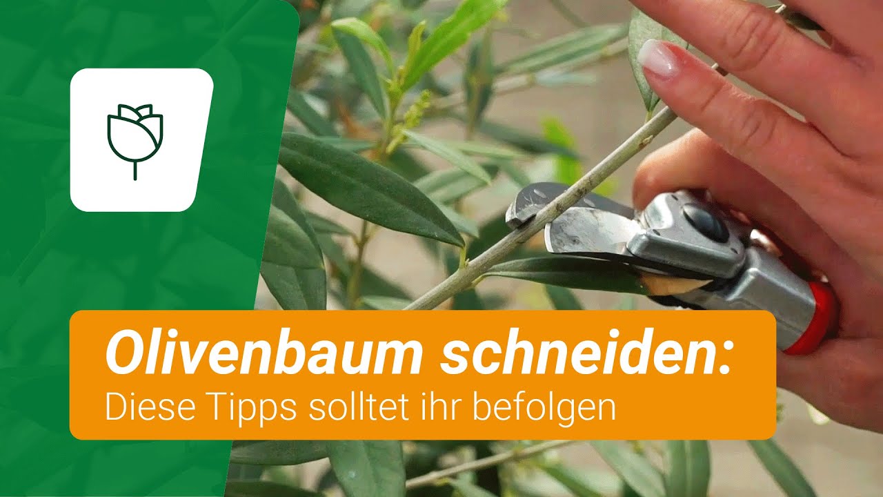 sansevieria online kaufen Sansevieria trifasciata Honey Boney Ø6cm