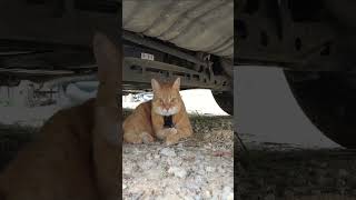 Purring in the Patch Lexy the Cat  #cat #farmcat #cute