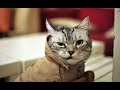 ЛУЧШИЕ ПРИКОЛЫ с животными 2020! №35 Смешные коты,собаки новинки видео
