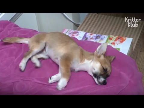 วีดีโอ: Vizsla Dog Breed ข้อมูลและข้อมูล