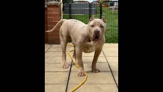 Dangerous Pitbull dog 😈 | Pitbull dog #shorts