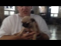 Playing with the pug puppy at hot dog