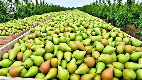 How American Farmers Harvest 1.1 Million Tons Of Pears | Farming Documentary