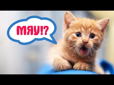 Почему кошки мяукают? 10 причин
