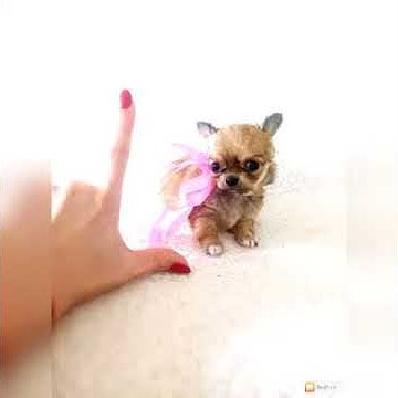 Милі песики - YouTube