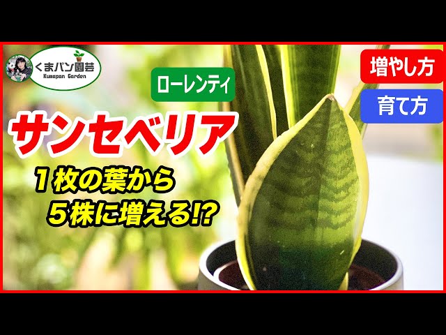 Sansevieria] One leaf grows into 5 plants! How to grow and