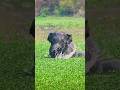 guess the animal #tiger #elephant #shorts #automobile #facts #subscribe #shortvideo #animals #amazin