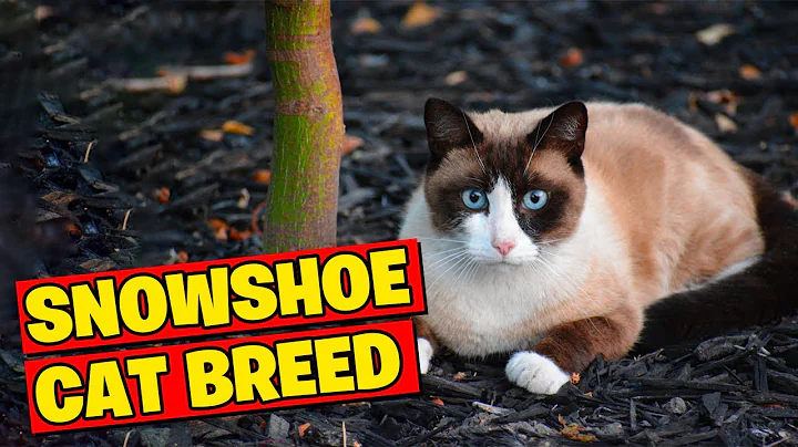 Video 3556381: snowshoe cat breed, beautiful cat breeds