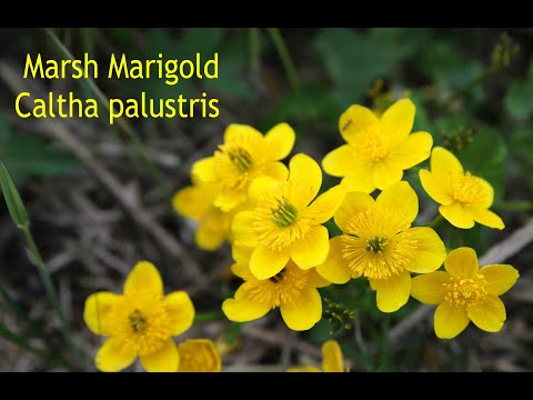 Video: Edible Marigolds: Informasjon om Signet Marigold Plants