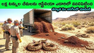 What Happened After Australia Released 102 Cane Toads? The Surprising Story You Must Know | Telugu