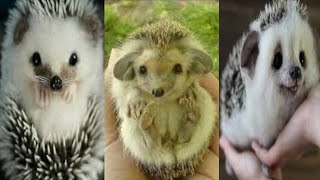 Cute little Hedgehog