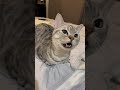 絶対に人間の言葉を理解して怒ってる猫をご覧ください。笑【#Shorts】