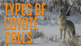 Types of Lure Calls for Coyotes