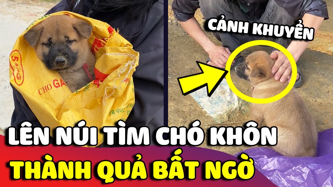 Anh chàng lên bản 'TÌM CHÓ KHÔN' về nuôi và thành quả đầy bất ngờ phía sau 😍 | Gâu Đần