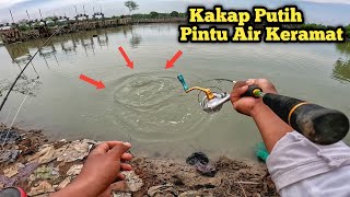 Mancing Di Pintu air Rusak..!! Auto Strike Barramundi, Umpan Udang Hidup..!!