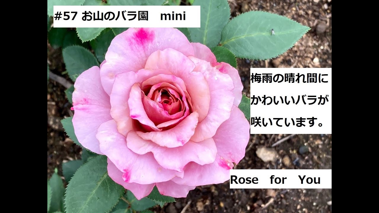 57 お山のバラ園 Mini 長野ローズ小諸試験場 Youtube