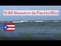Wild Manatees in Palmas Del Mar, Puerto Rico