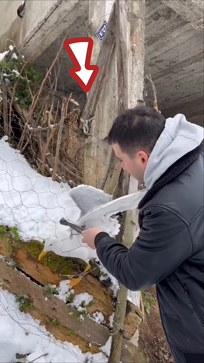 MENYELAMATKAN BURUNG CAMAR YANG NYANGKUT DI PAGAR BESI