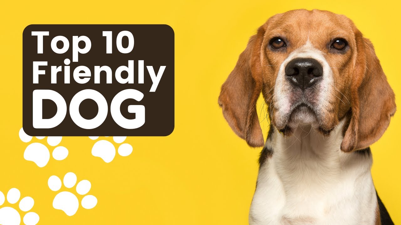 Top 10 Friendly Dogs | Top 10 Friendly Dog Breeds | Rumi Groomi #rumigroomi #top10friendlydog #dogs