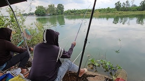 Câu cá tự nhiên bãi bụi tre đồng trường hồ trị an cá rô phi lớn cá bé ăn liên tục | Câu đài fishing