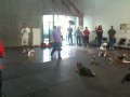 Dog training classes -Las Vegas