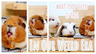 Guinea Pigs Stick Tongue Out | Guinea Pigs Trying Weird Food