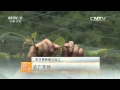 20160314 农广天地  罗汉果种植与加工