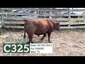 C325 - TOURO ANGUS GERAÇÃO 2021 FAZENDA BASSO PANCOTTE