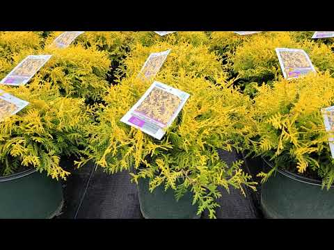 Chamaecyparis 'Vintage Gold' // Highly Attractive, Easy Care,⭐️Colorful, Compact Evergreen!