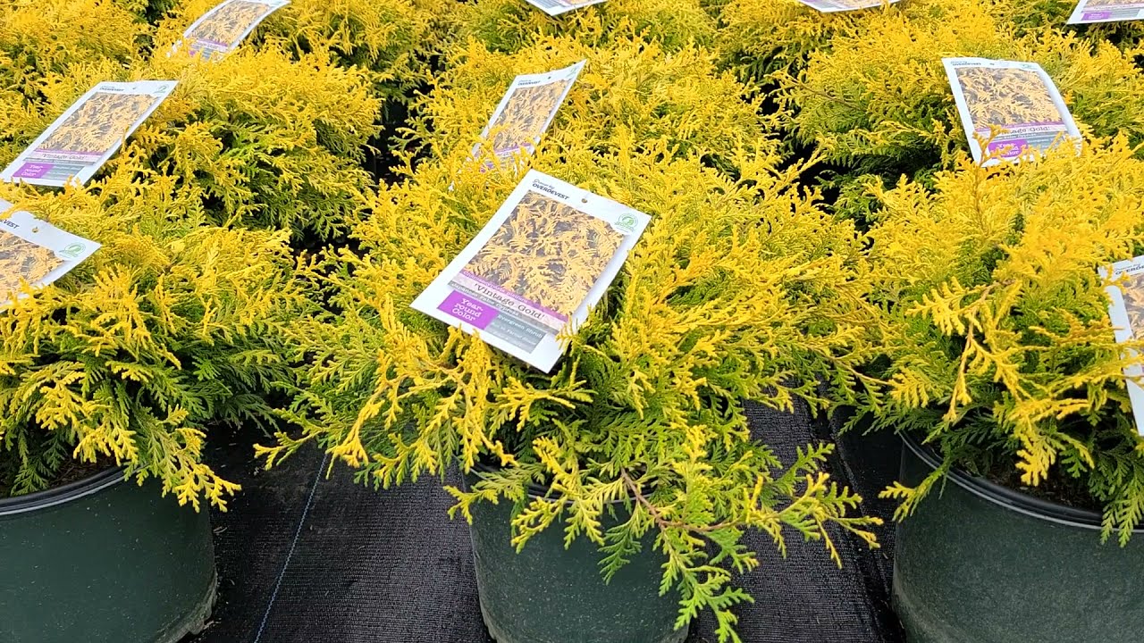 Chamaecyparis 'Vintage Gold' // Highly Attractive, Easy Care,⭐️Colorful, Compact Evergreen!