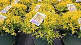 Chamaecyparis 'Vintage Gold' // Highly Attractive, Easy Care,⭐️Colorful, Compact Evergreen!