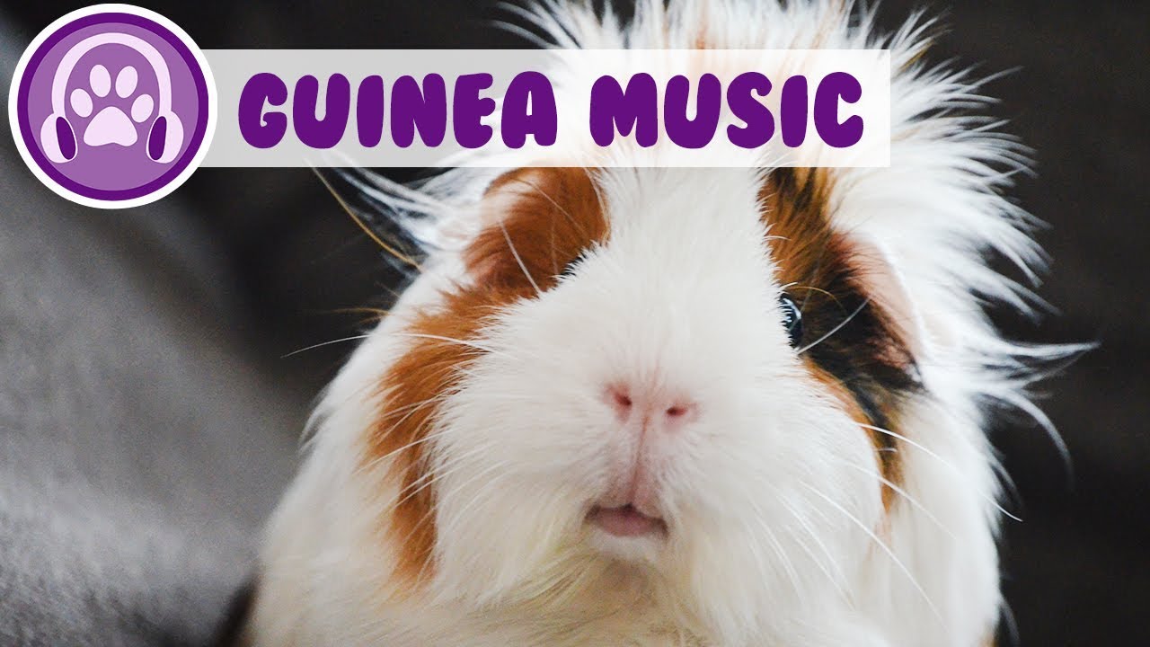 Music For Guinea Pigs Guinea Pig Music! - YouTube
