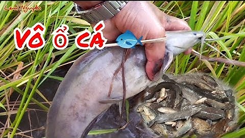 Chích cá rô bí trên ruộng vô tình gặp ổ cá trê khủng trúng mánh một buổi sáng của 2 anh em tôi