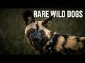 Endangered African Wild Dogs | Timbavati Private Game Reserve (SA) | 4K HDR