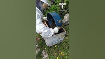 In rare cases, bees decide to swarm in late autumn even if the conditions are not right so when some