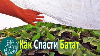 🥔 Какие Морозы Батат Выдержал Под Спанбондом 🌿 Выращивание Батата 🌱 Опыт Гордеевых