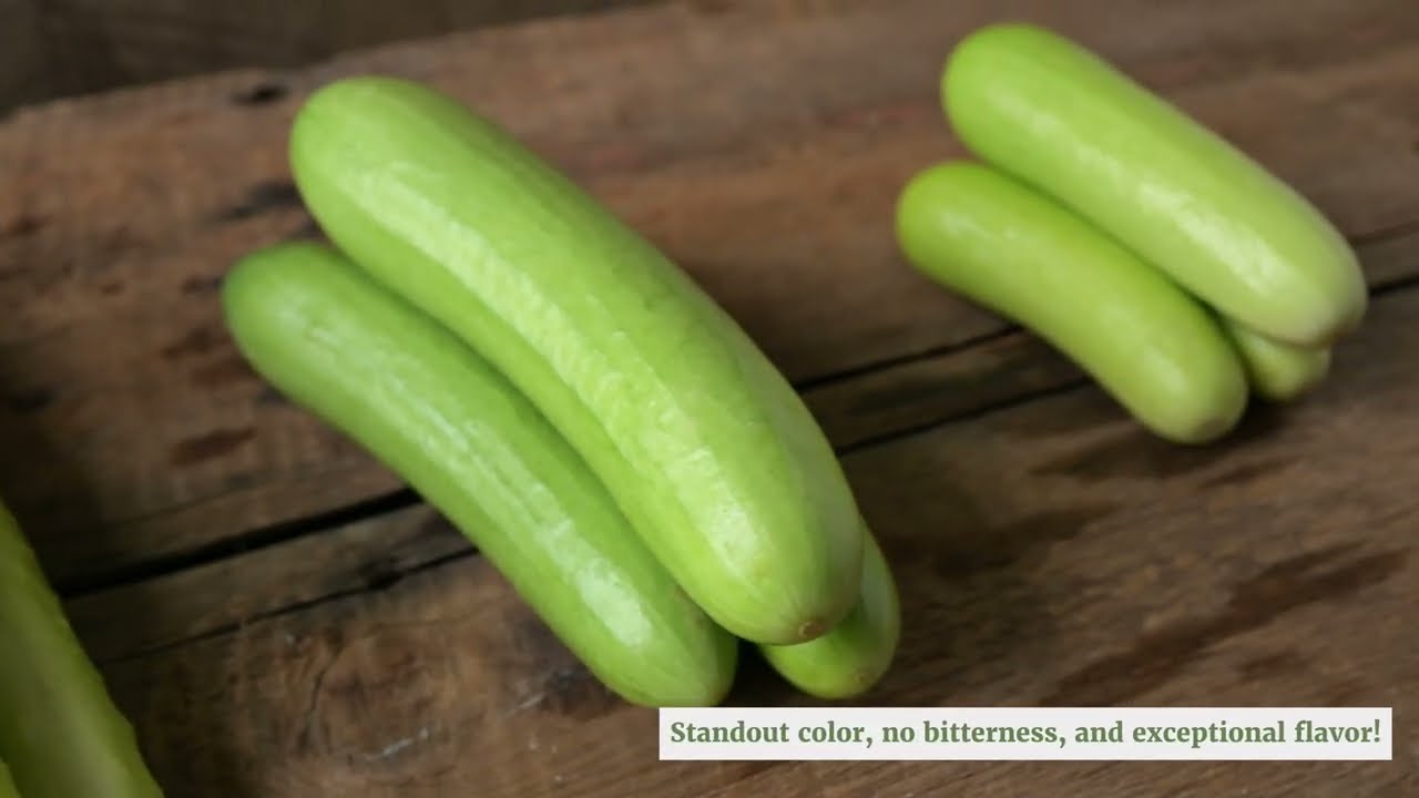 Margarita - Lime Green Cucumber Seeds | Johnny's Selected Seeds