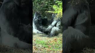 Silverback Gorillas  Jobari and Baraka having fun together