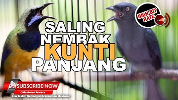 🔴 Kompilasi Saling Nembak Kunti ❗️Cucak Cungkok Vs Srigunting Abu Abu Full Isian Kunti