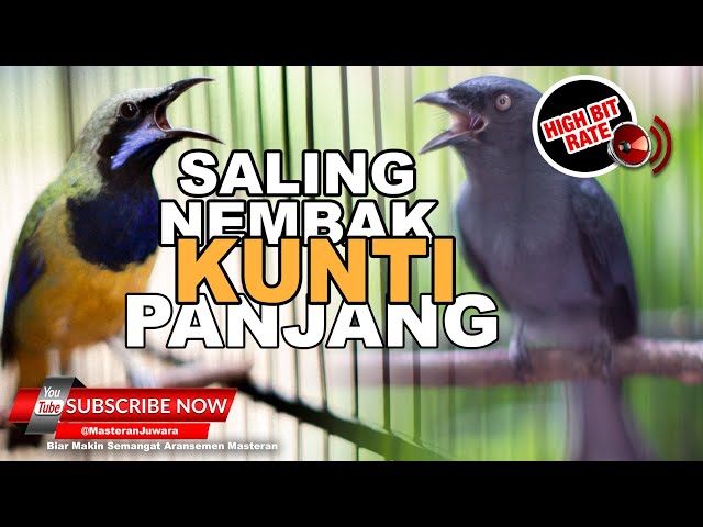 🔴 Kompilasi Saling Nembak Kunti ❗️Cucak Cungkok Vs Srigunting Abu Abu Full Isian Kunti class=