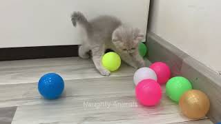 1 hour of the most funny cat video