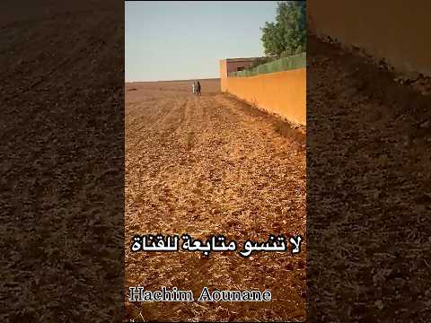 مشاء الله مني تكون دم ديل خيول وأصل كون على يقين يورث للابن كما هد جدع مشاء الله شقةو نخوة أصل