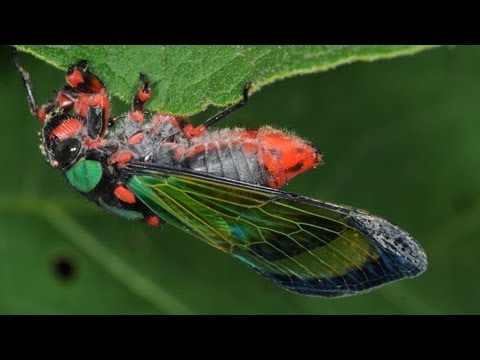 CIGARRA COLORIDA cantando