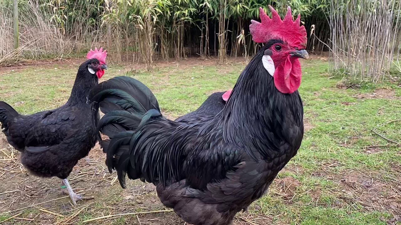 Les oeufs, les gauloises, les barbezieux, les marans, les shamo