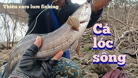 câu lure câu rê cá lóc sông bằng mồi giả nhái nhảy cá sắt gặp cá to / Thiên Caro Lure Fishing