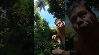 Saging Nga Banana