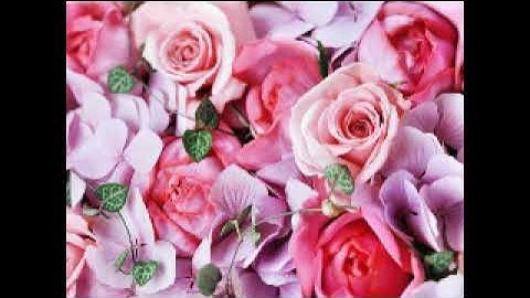 Traducerea lui Surat Al-Kafiroon în română -- ترجمة سورة الكافرون الى اللغة الرومانية