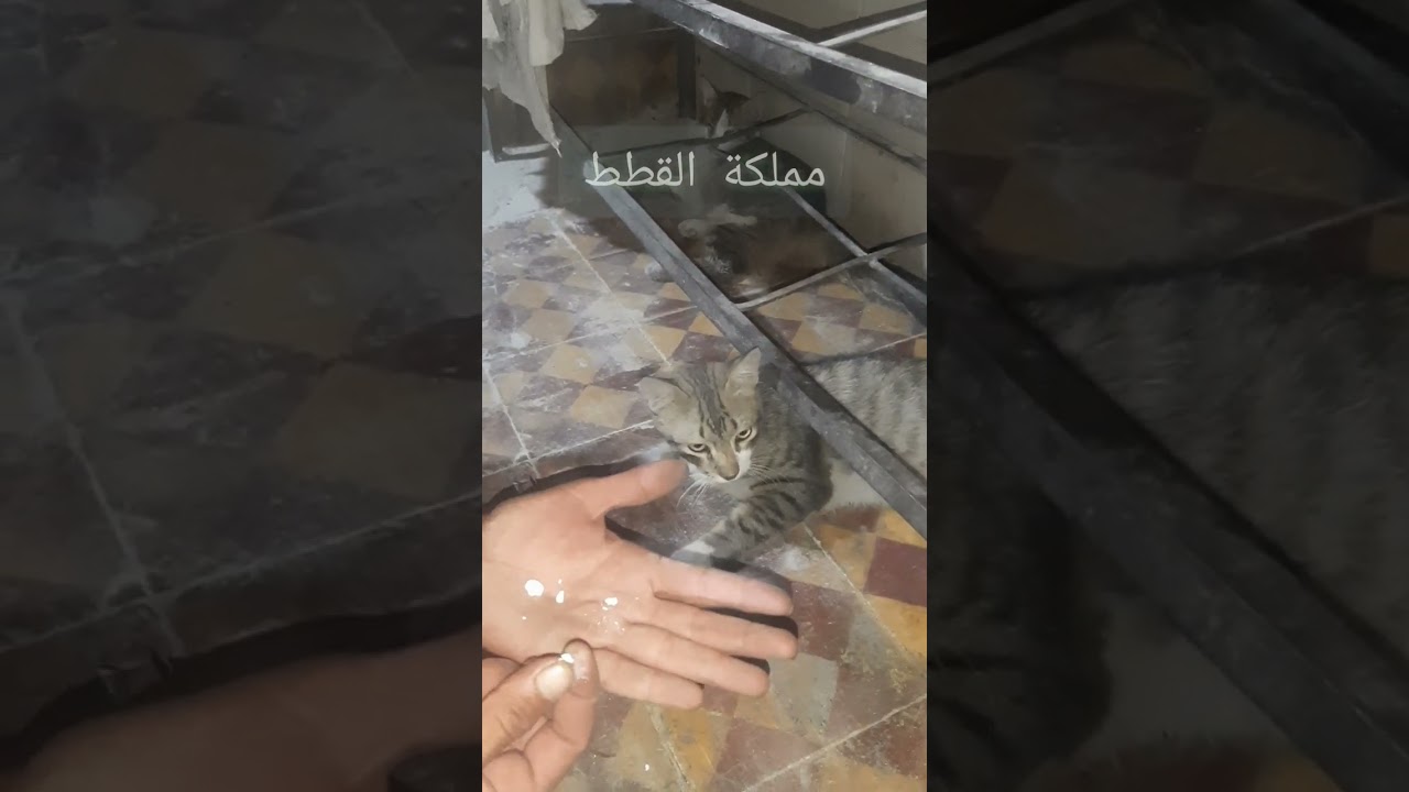 calicivirusكاليسي فيروس...علاج قطة صديقي