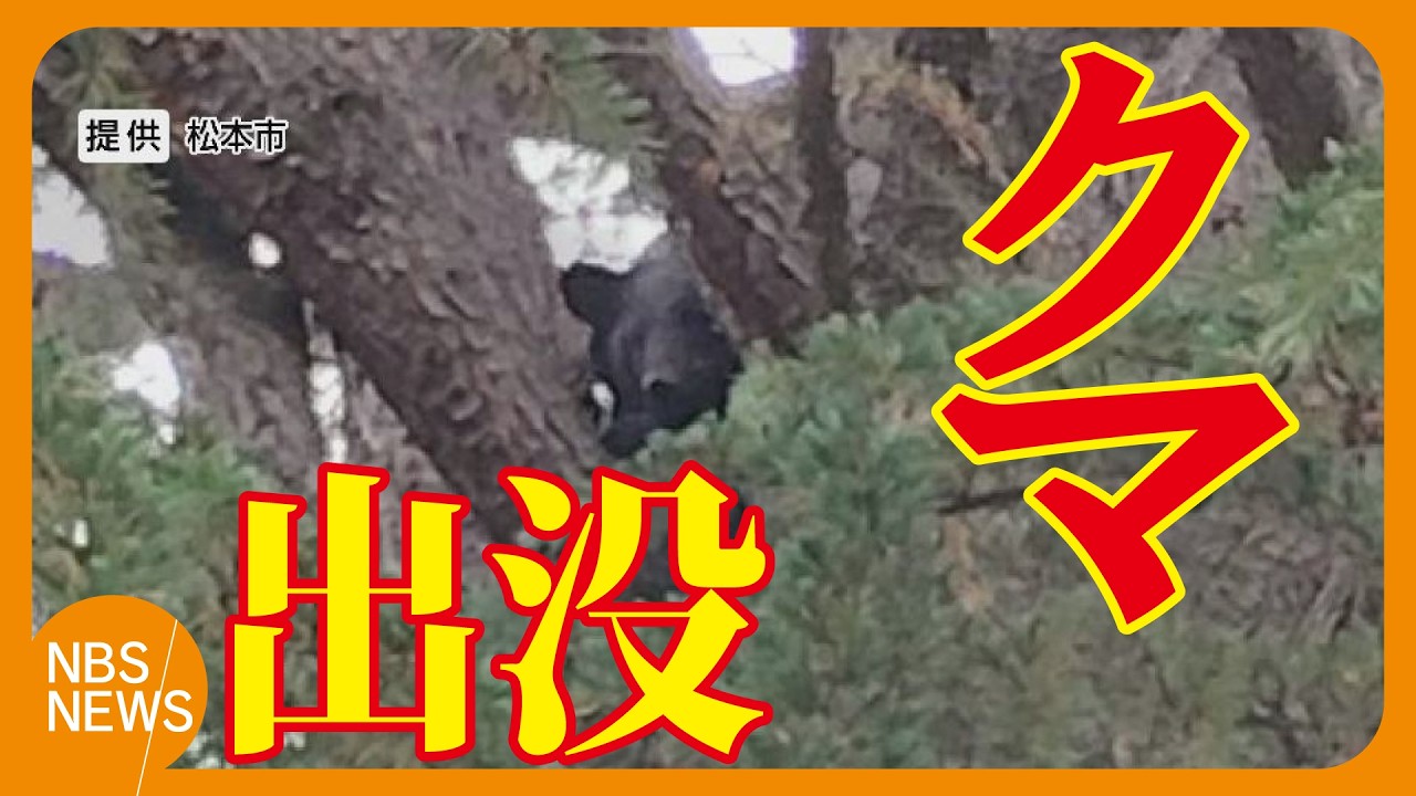 Bears Spotted Near Residential Areas, Leading to Frequent Captures