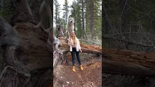 #wolves #walkingwithwolves #wolf #walkwithwolves #wildwolf #wolfpack #canada